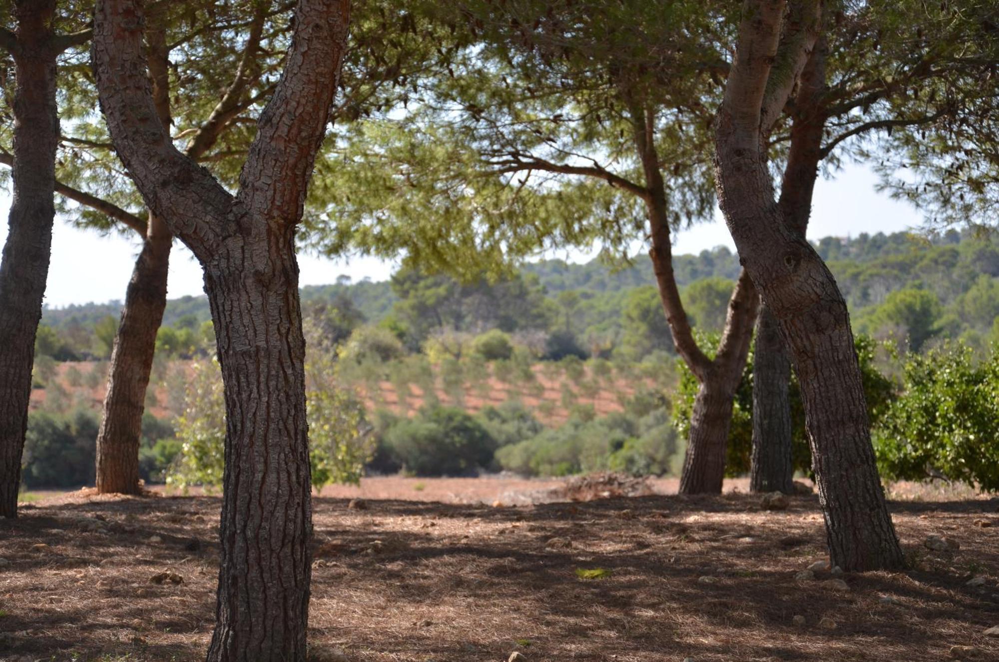 Finca Son Blat Porto Cristo Esterno foto
